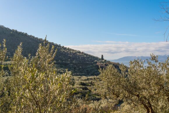 frantoio gaudenzi Umbrian landscape olive oil