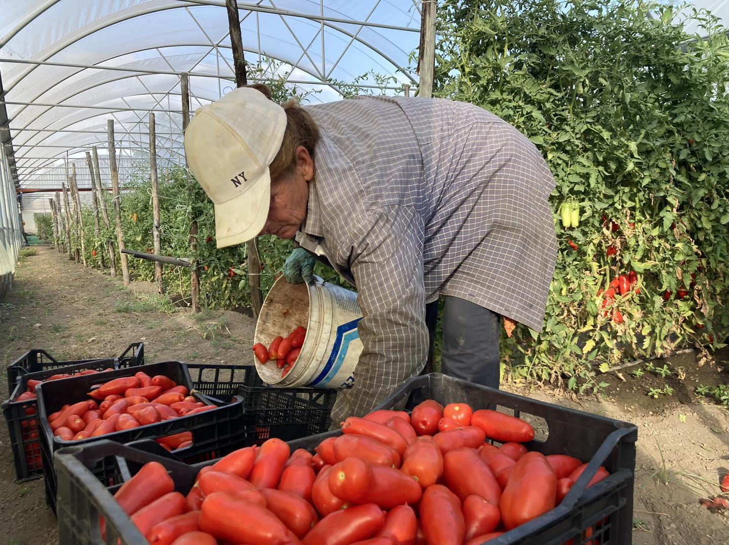 san Marzano tomatoes harvest gustarosso