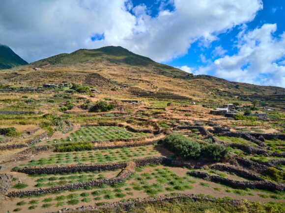 caper plants on pantelleria 