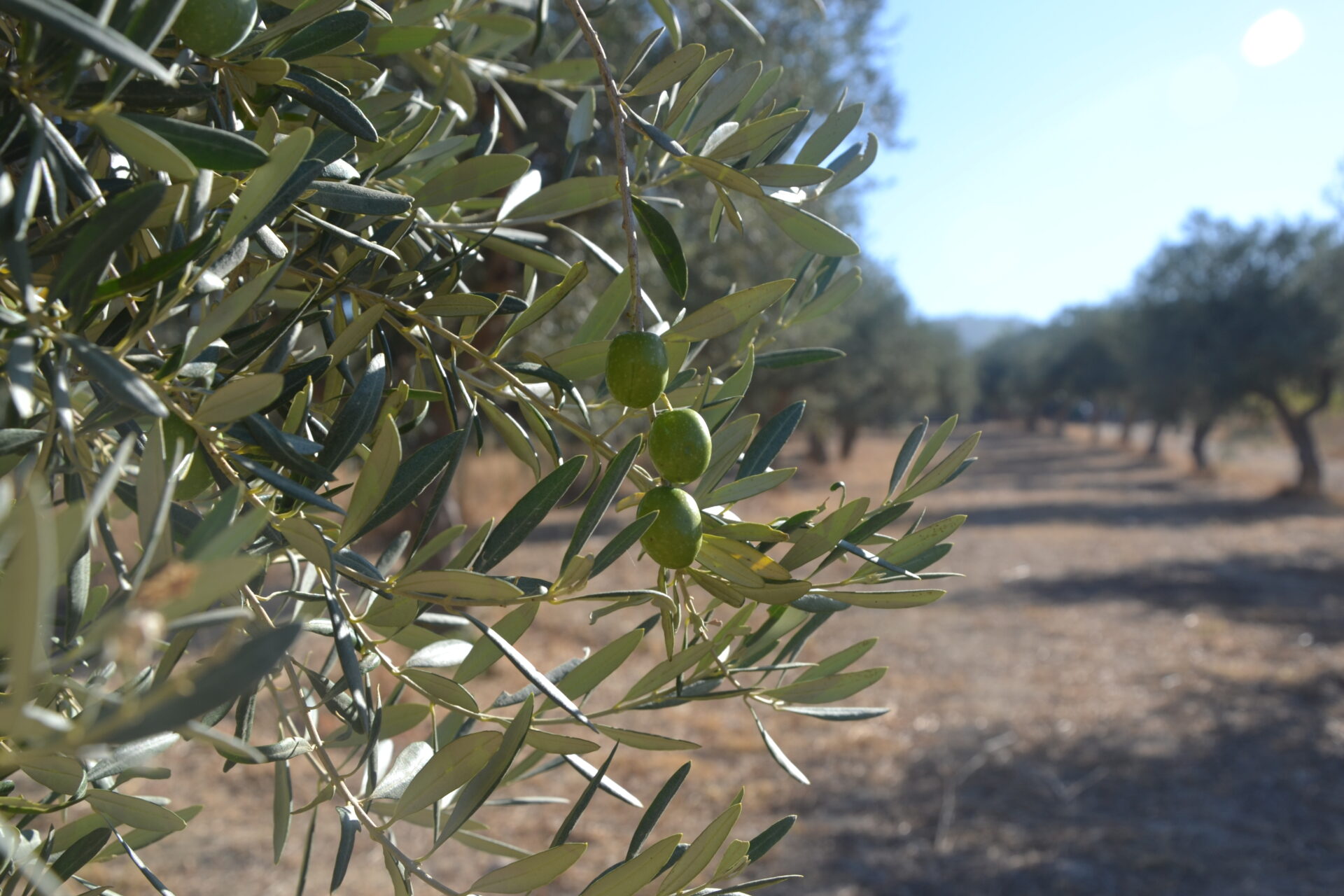 olives on olive tree