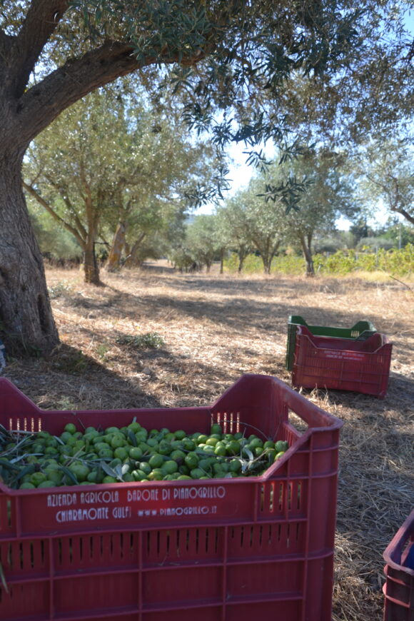 olive crates in olive grove 