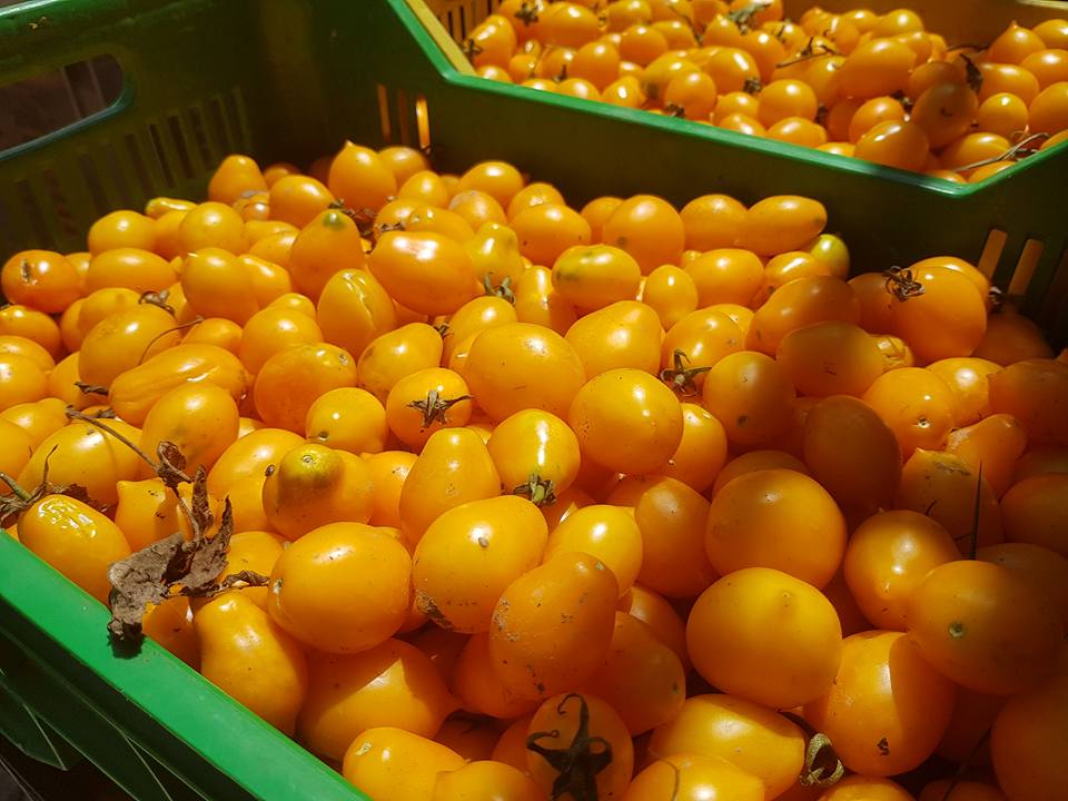 small yellow tomatoes
