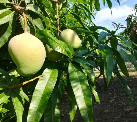 cultivation of mangoes in sicily