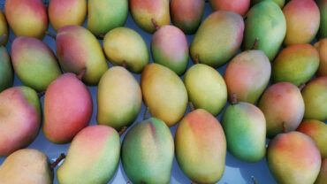 marco colzano mango nectar sicilian mangoes