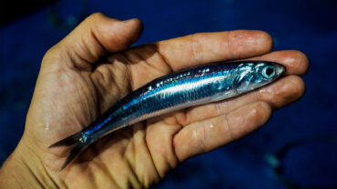 italian anchovies salted v in oil