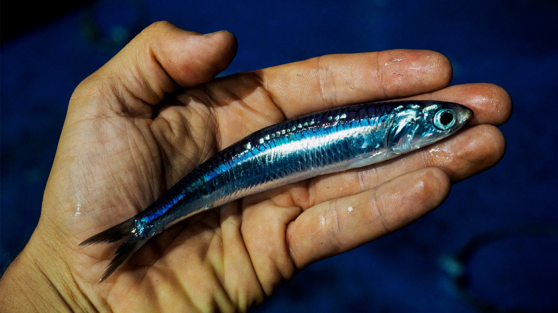 italian anchovies salted v in oil