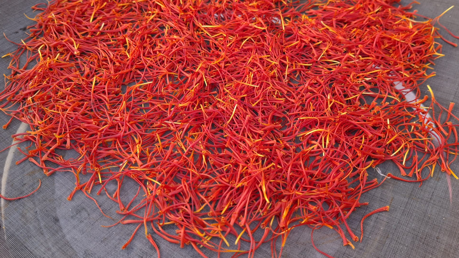 dop italian saffron from l'aquila