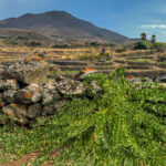 caper leaves growing pantelleria island la nicchia
