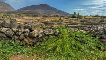 caper leaves growing pantelleria island la nicchia