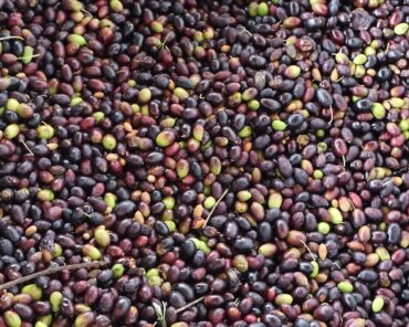 are black olives really black?