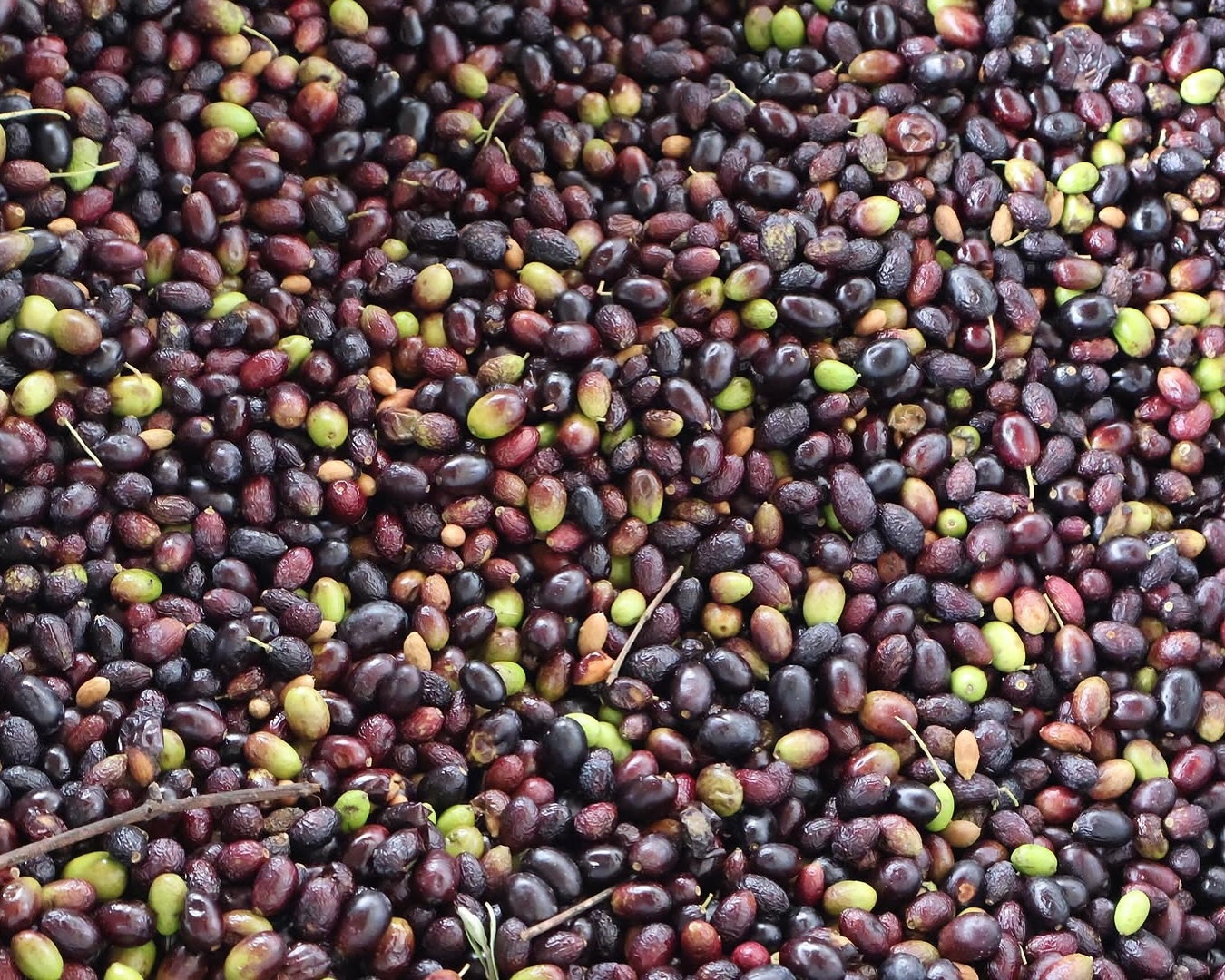 are black olives really black?