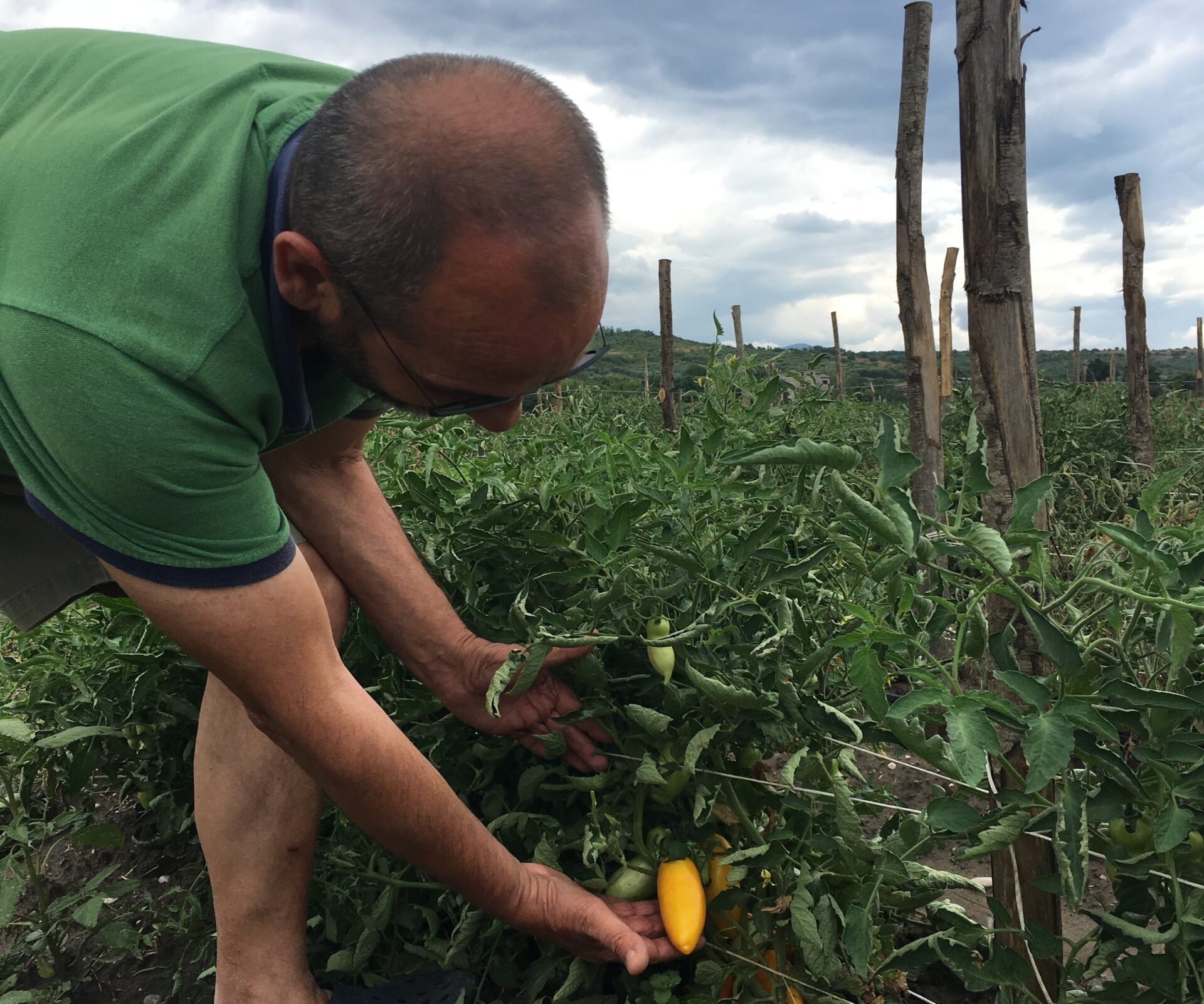 farm to table yellow tomatoes by maida farm
